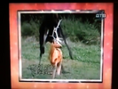 America's Funniest Home Videos Hollywoodedge, Cow Moos Three TimesC PE022901