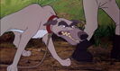 The Fox and the Hound (1981) Sound Ideas, DOG - GERMAN SHEPHERD: ANGRY GROWLS AND BARKS, ANIMAL (growl only, higher pitched)