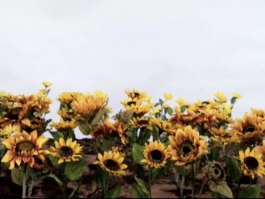 Hollywoodedge, Early Morning Birds AHS050801 Soundeffects Wiki Fandom