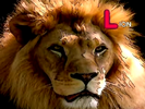 Animal Alphabet Song Sound Ideas, LION - SINGLE GROWL, ANIMAL, CAT
