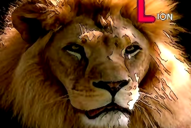 Sound Ideas, LION - LION: SINGLE ROAR, ANIMAL, CAT 02, Soundeffects Wiki