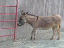 Animals and sounds Donkey Brays (3)