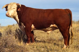 An image of a Hereford bull, the breed responsible for the recording.