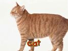 Baby See N Sign Sound Ideas, CAT - DOMESTIC SINGLE MEOW, ANIMAL 04