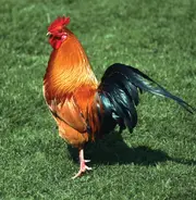 An image of a Rooster, the species responsible for the recording.