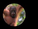 Baby Noah: Animal Expedition (2004) (Videos) Sound Ideas, FOREST, AFRICA - AFRICA: DAYTIME AMBIENCE, BIRDS, INSECTS