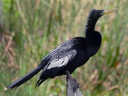 Anhinga