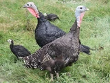 Sound Ideas, BARNYARD - DUCKS, GEESE, CHICKENS, ANIMAL