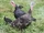 Sound Ideas, BARNYARD - DUCKS, GEESE, CHICKENS, ANIMAL