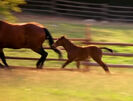 Baby MacDonald: A Day on the Farm (2004) (Videos) Sound Ideas, HORSE - INTERIOR: WHINNY, ANIMAL 01