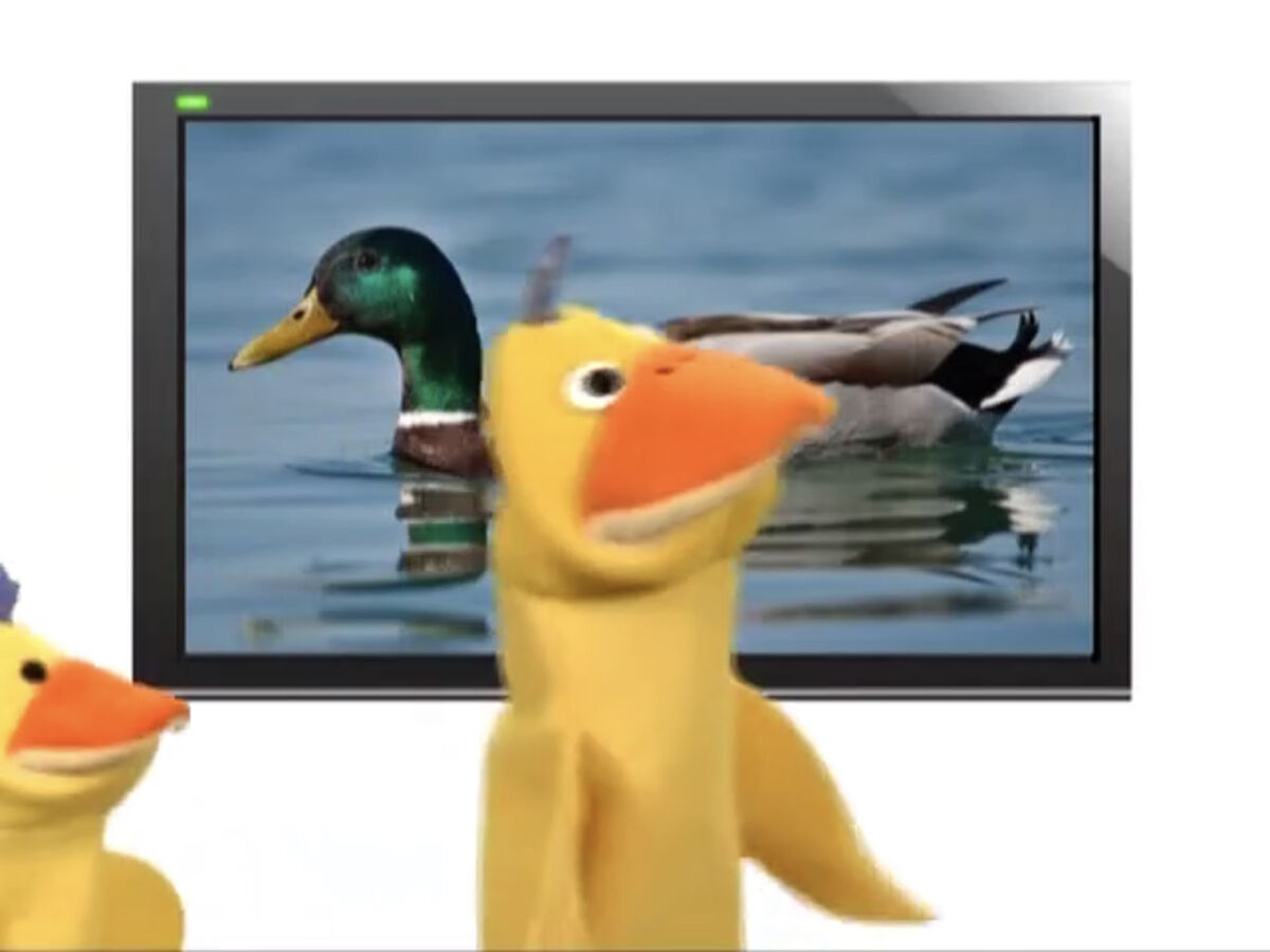 Sound Ideas, BIRD, DUCKS - AMBIENCE ON POND | Soundeffects Wiki | Fandom