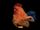 Hollywoodedge, Birds Chickens Cackl PE020301