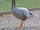 Sound Ideas, BIRD, GOOSE - SINGLE GOOSE HONKING, ANIMAL