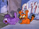 ANIMAL, CAT - TOM CATS, FIGHTING, HISSING, GROWLING Garfield on the Town