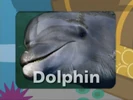 Baby Noah: Animal Expedition (2004) (Videos) Sound Ideas, DOLPHIN - ATLANTIC BOTTLENOSE DOLPHIN: CALLING, ANIMAL 01