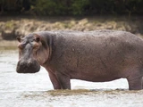 Sound Ideas, HIPPOPOTAMUS - HIPPOPOTAMUS: SINGLE GUTTURAL CALL, ANIMAL