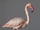Sound Ideas, BIRD, FLAMINGOES - VARIOUS: CALLS, ANIMAL