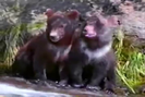 Barney & Friends Sound Ideas, BEAR - BLACK BEAR CUB, MOANS, PURRS, ANIMAL
