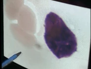 Bill Nye Genes Sound Ideas, ZIPPER - CLOTHES - UNZIP PANTS 02.gif (925 KB) Bill Nye, the Science Guy Sound Ideas, ZIPPER - CLOTHES: UNZIP PANTS 02