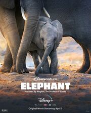 Elephant (2020) Poster