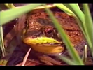 Barney & Friends Hollywoodedge, Single Frog Croak Cl CRT013001
