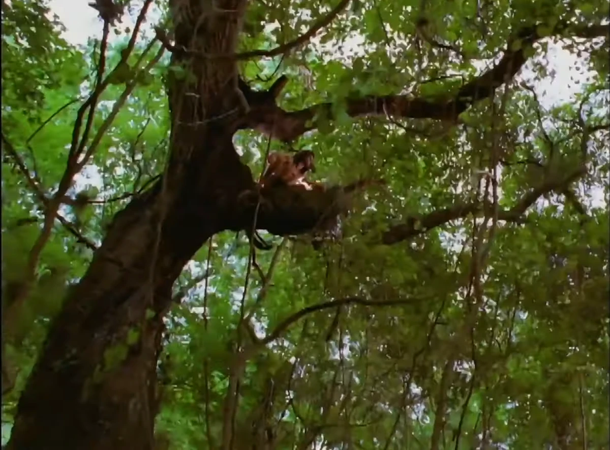 Disney's Animal Kingdom Tarzan Rocks (1999) Soundeffects Wiki Fandom