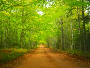 "The Canopy", a Heritage Road located in the Glen