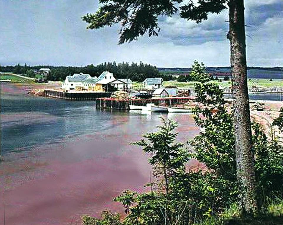 Fortune Harbour Sourispedia Wiki Fandom