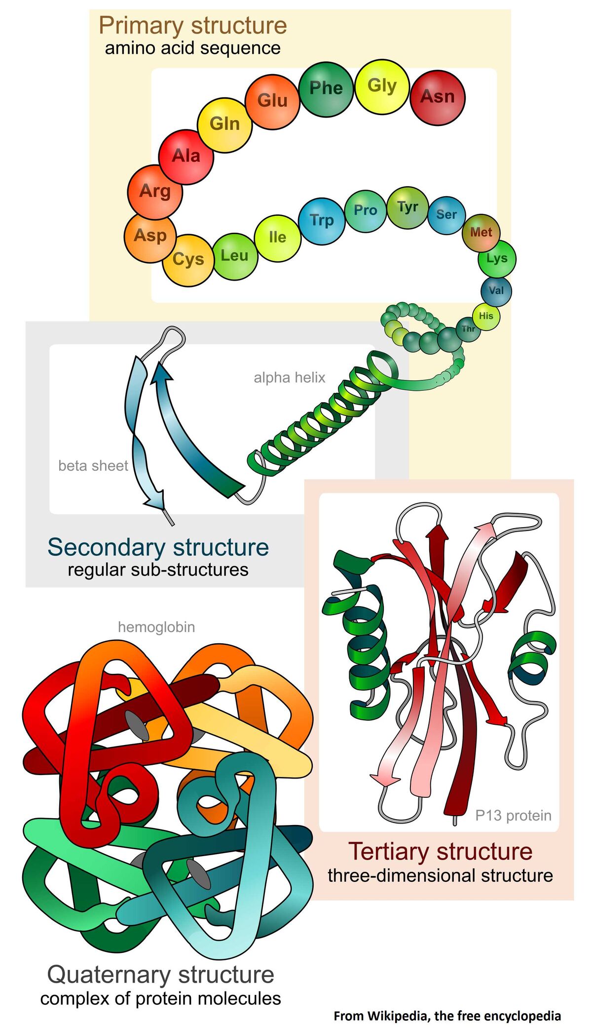 https://static.wikia.nocookie.net/sousvide/images/b/b9/Main_protein_structure_levels_en_svg_Wikipedia_2000px.jpg/revision/latest/scale-to-width-down/1200?cb=20151106231413