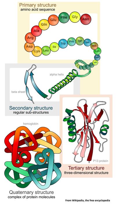 https://static.wikia.nocookie.net/sousvide/images/b/b9/Main_protein_structure_levels_en_svg_Wikipedia_2000px.jpg/revision/latest/scale-to-width-down/400?cb=20151106231413