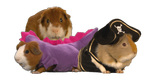 Guinea-pigs