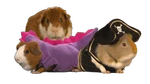 Guinea-pigs