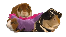 Guinea-pigs