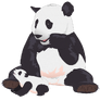 Sneezing Panda