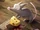 A Rat