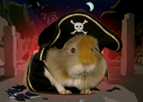 guinea pirate