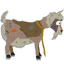 Ic item afghani goat