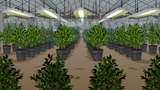 Greenhouse
