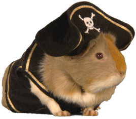 Guinea Pirate
