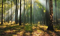 Aclush woods.jpg