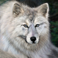 Pelagus Wolf