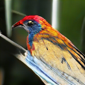 Red Sparkle Feather