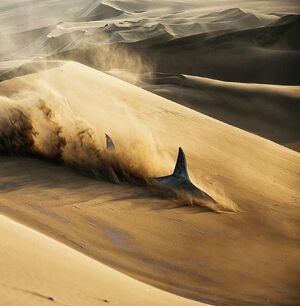 Sand Shark 2