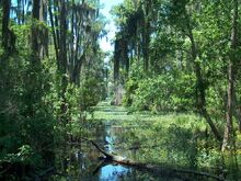 Lyoa Swamps.jpg