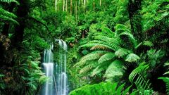 Rainforest.jpg