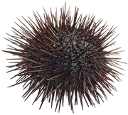 Aegol.png