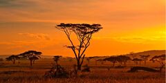 Savanna.jpg
