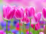 Beauty Tulip