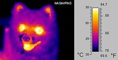 332px-Infrared dog