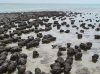 Australian stromatolites